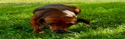 Dachshund dogs for adoption: 🐾 UTAN – Female Miniature Dachshund 🐾 - Advert 5