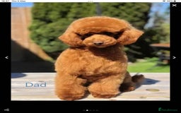 Cavapoo dogs for sale: F1b puppies fully health tested parents - Image 3