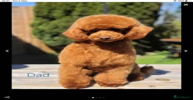 Cavapoo dogs - Advert 16