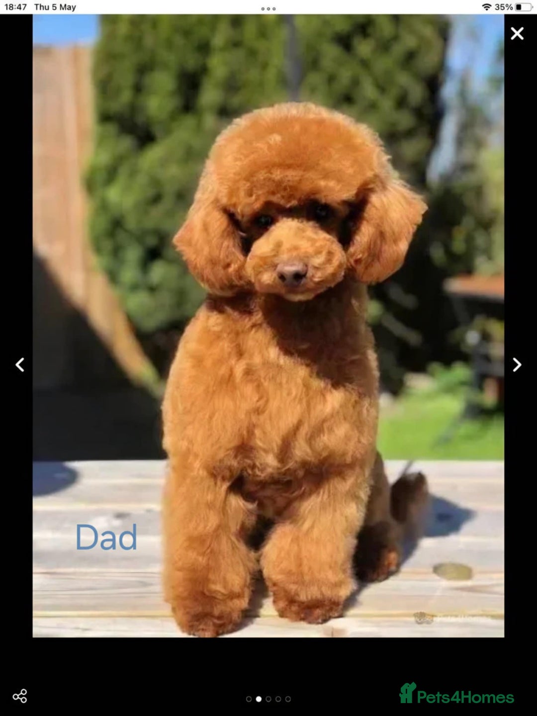 Cavapoo dogs for sale: F1b puppies fully health tested parents - Image 3