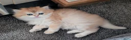 British Shorthair cats for sale: Fantastic boy and very nice girl  - Advert 19