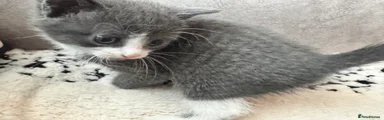 grey felix kitten