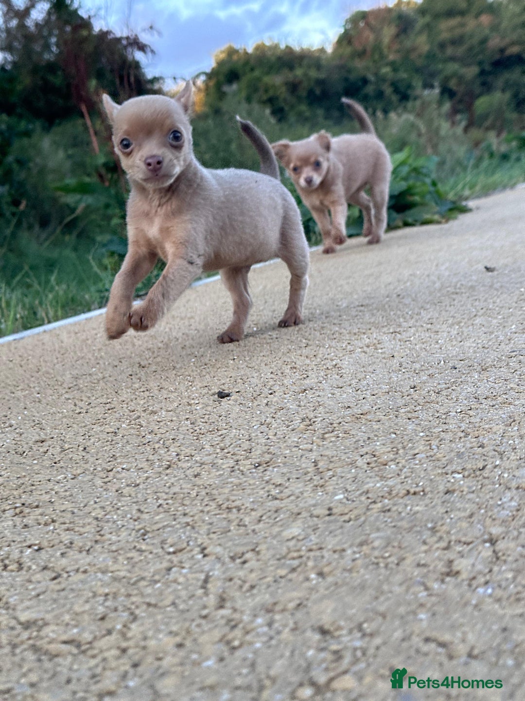 Chihuahua dogs for sale: Last Pup left! Ready for his new home!  - Image 8