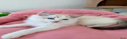 Ragdoll cats for sale: ✨ Exceptional Ragdoll Kittens Ready to leave ✨ - Advert 15