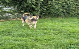 German Shepherd dogs for sale: 2 x German Shepherds for sale - 6 years old - Image 9