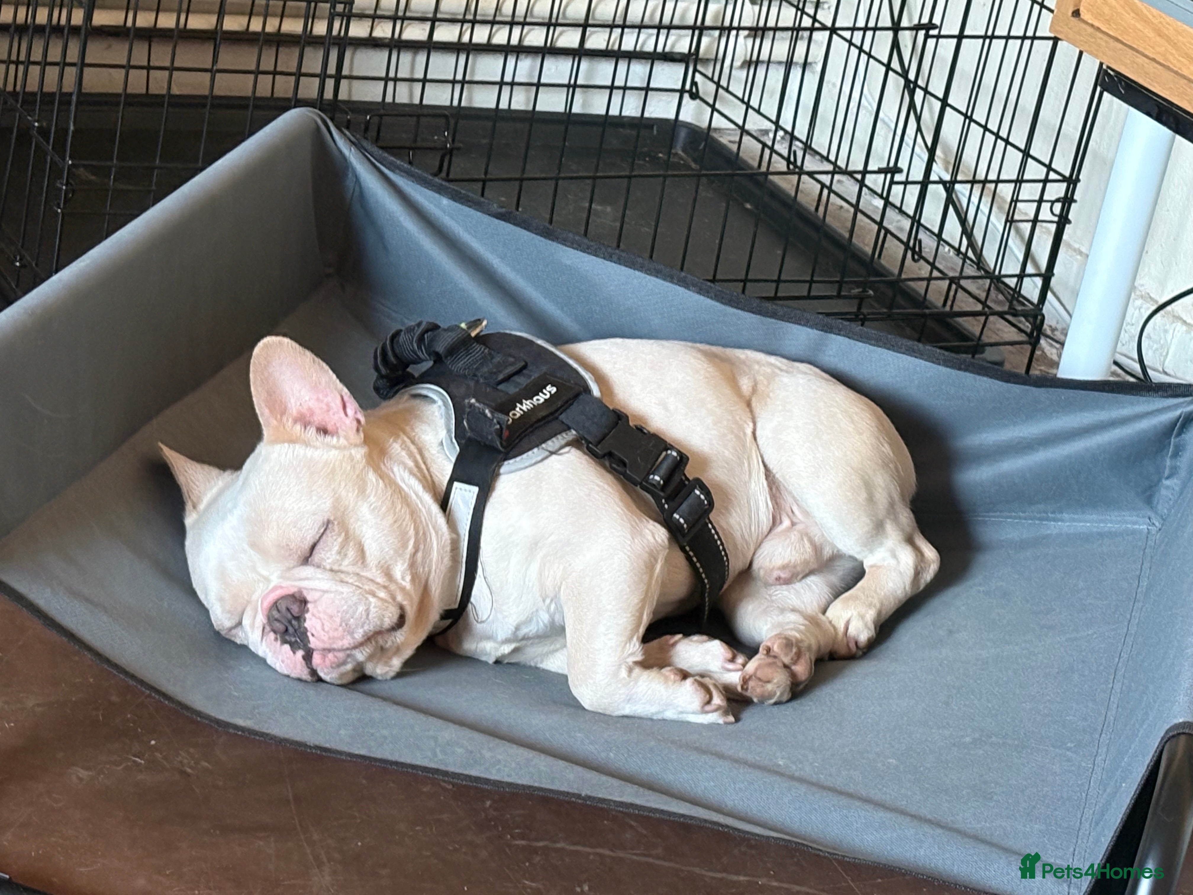 French Bulldog dogs French looking for forever home - Advert 1