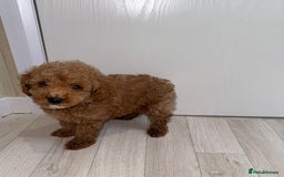Poochon dogs for sale: Lovely poochon puppy’s for sale - Image 6