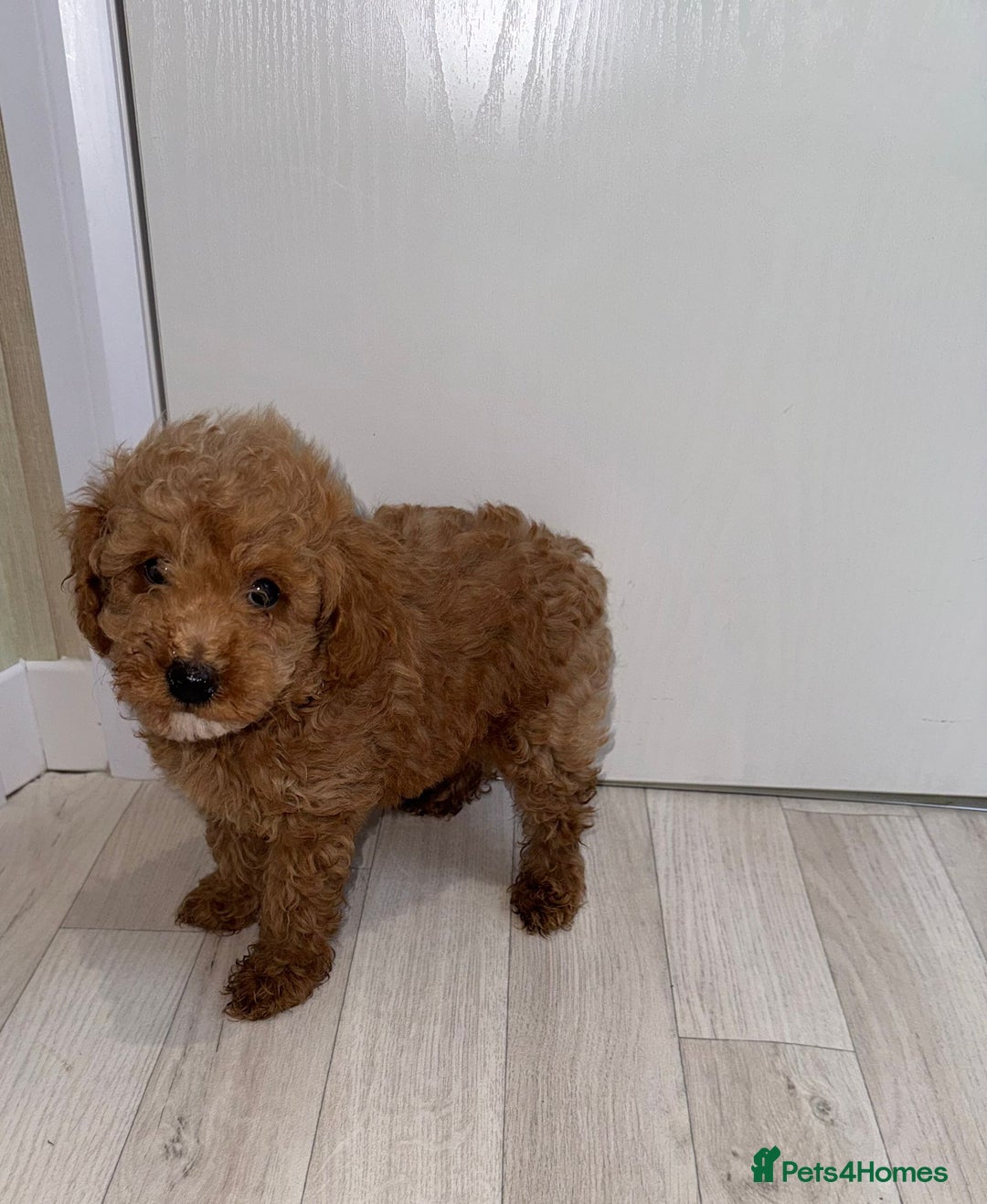 Poochon dogs for sale: Lovely poochon puppy’s for sale - Image 6
