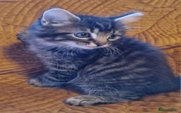 Domestic Shorthair cats for sale: Adorable Kittens Ready for Their Forever Homes - Advert 9