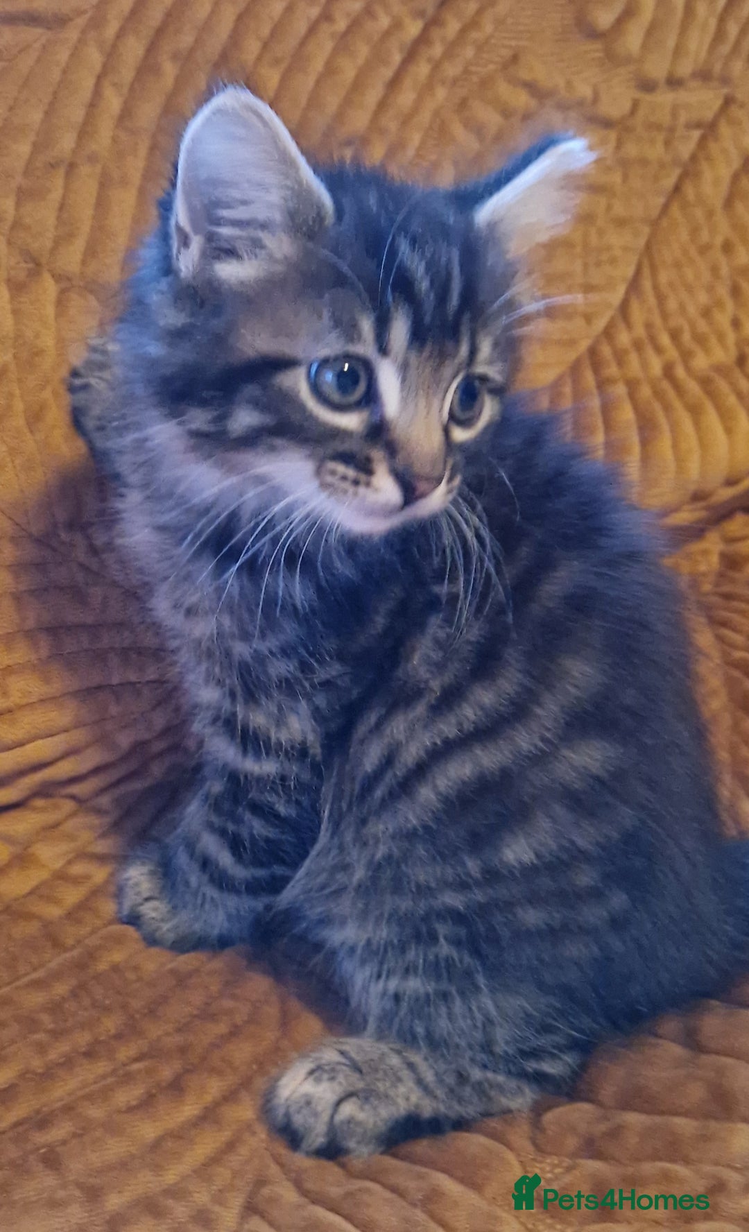 Domestic Shorthair cats for sale: Adorable Kittens Ready for Their Forever Homes - Advert 9