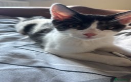 Mixed Breed cats for sale: boy kitten for sale - Image 2
