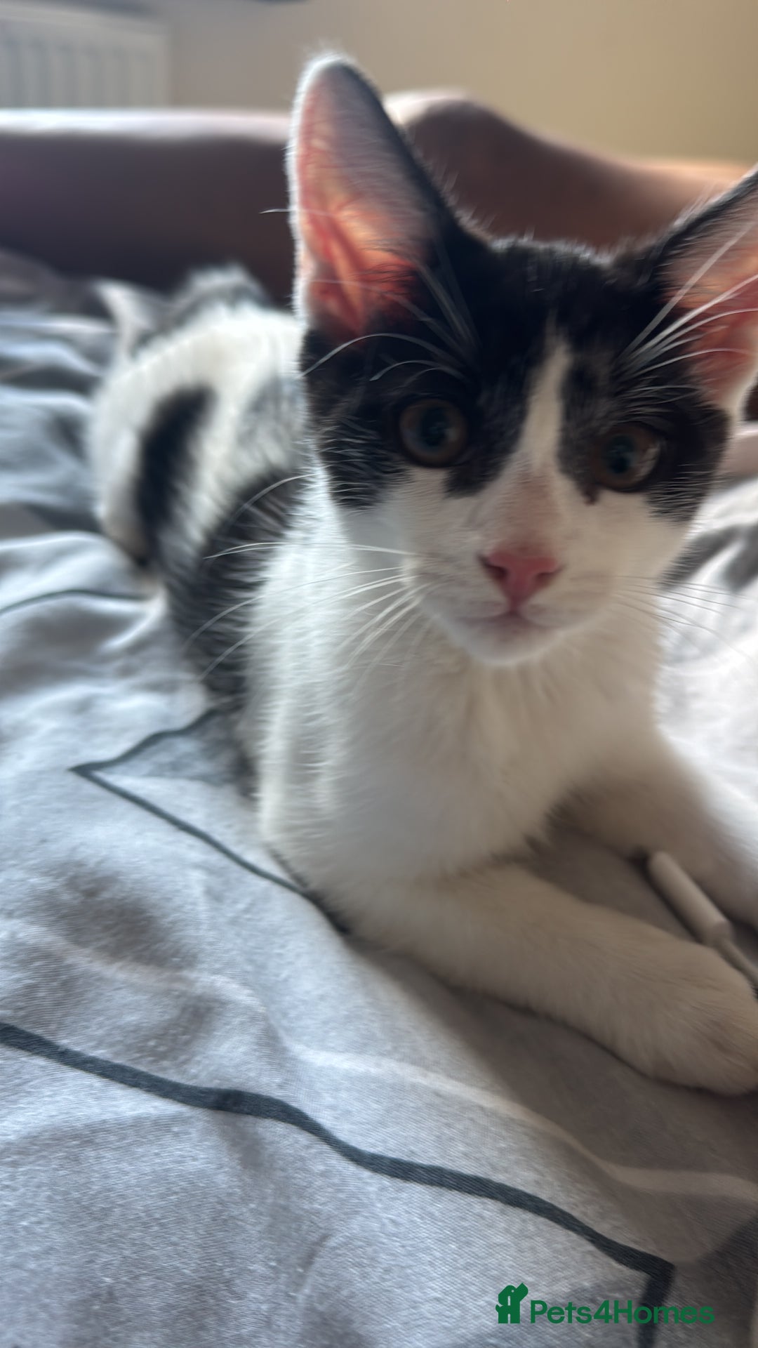 Mixed Breed cats for sale: boy kitten for sale - Image 2