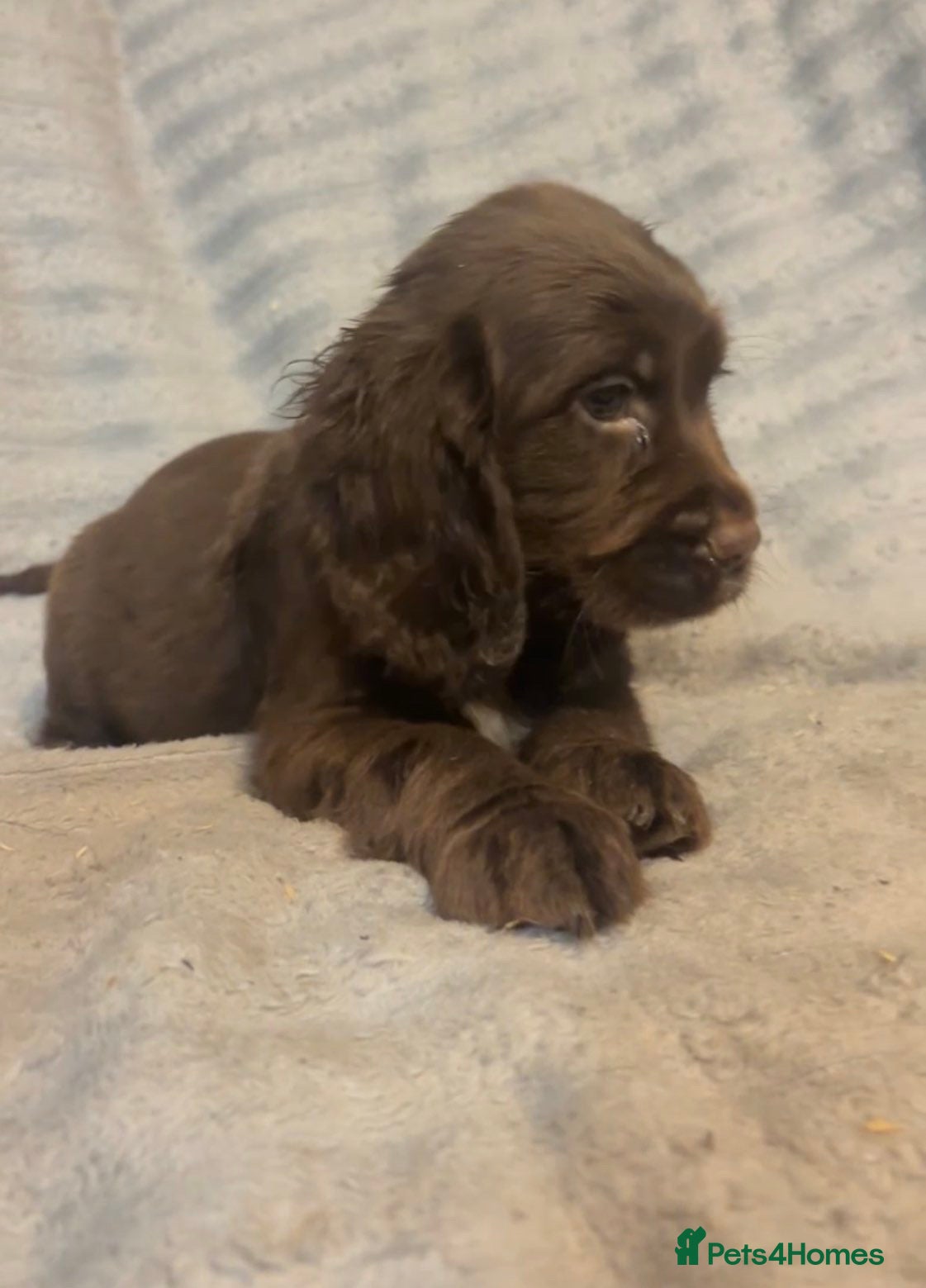 Cockapoo dogs Lovely cockapoos - Advert 17