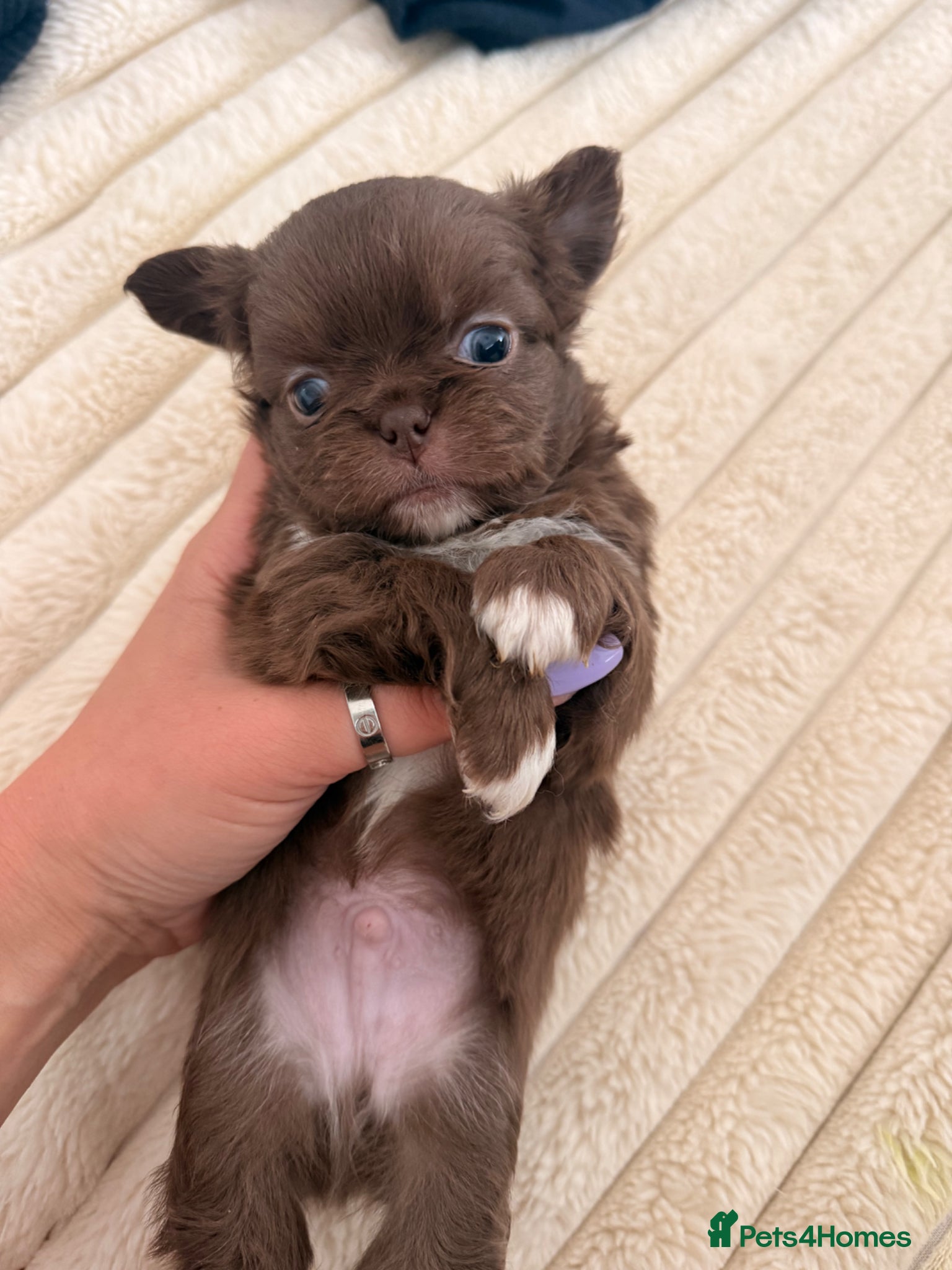 Chihuahua dogs Stunning Thai lines chocolate male  - Advert 1