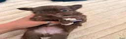 Chihuahua dogs for sale: Stunning Thai lines chocolate male  - Advert 1
