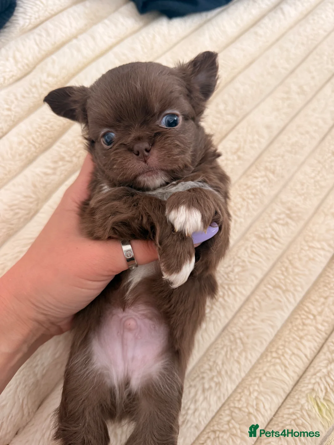 Chihuahua dogs for sale: Stunning Thai lines chocolate male  - Advert 1