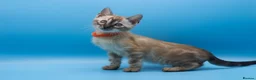 Bengal cats for sale: TICA Registered Bengal Kittens – Truly Magnificent - Advert 1