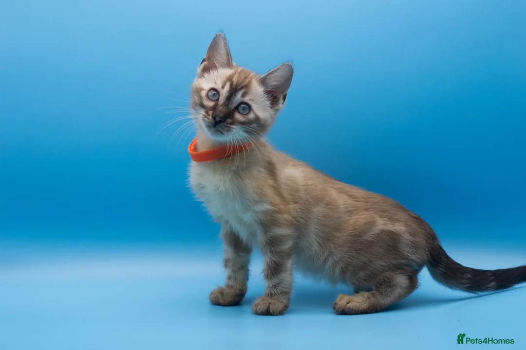 Bengal cats for sale: TICA Registered Bengal Kittens – Truly Magnificent - Advert 1