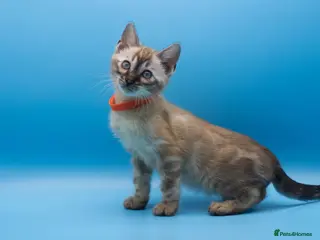 Bengal cats TICA Registered Bengal Kittens – Truly Magnificent - Advert 6