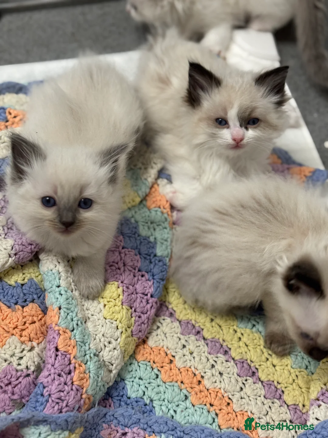 Ragdoll cats for sale: Ragdoll kittens bi color - Advert 14
