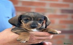Dachshund dogs for sale: The most beautiful Tweenies  - Image 7