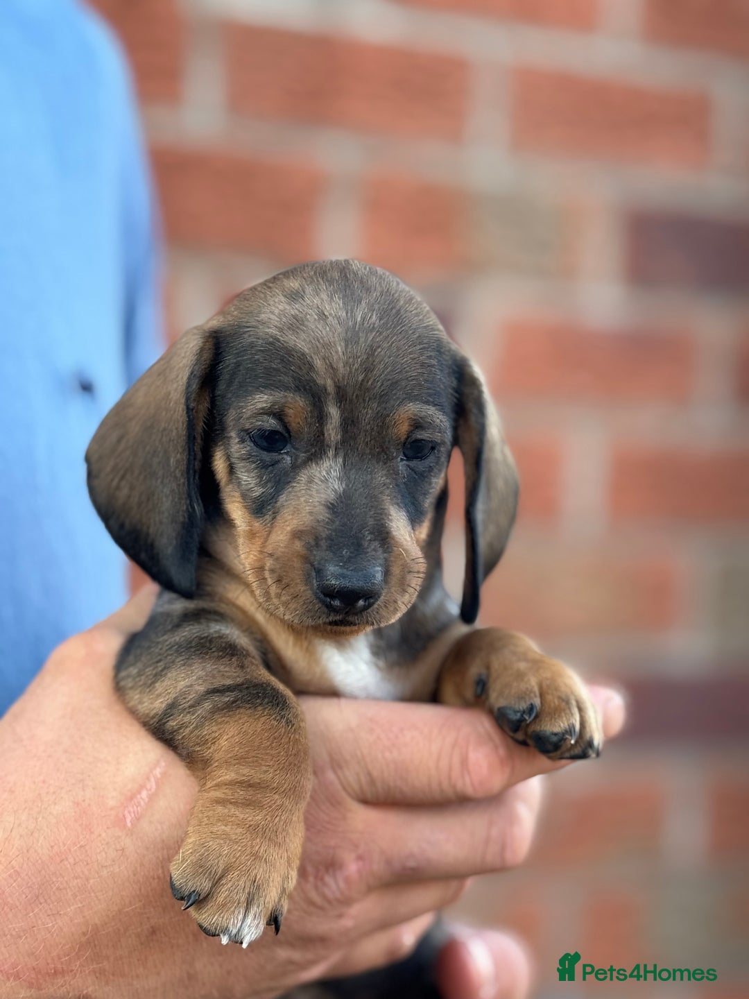 Dachshund dogs for sale: The most beautiful Tweenies  - Image 7