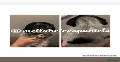 Cocker Spaniel dogs - Advert 6