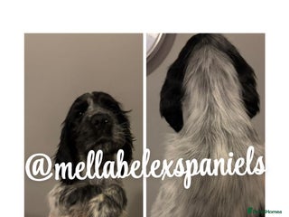 Cocker Spaniel dogs - Advert 11