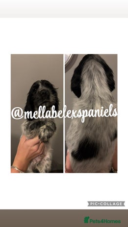 Cocker Spaniel dogs - Advert 11