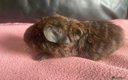 Guinea Pig rodents for sale: Cali breedings skinny pig carriers - Advert 1