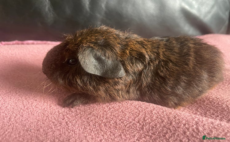 Guinea Pig rodents Cali breedings skinny pig carriers - Advert 1