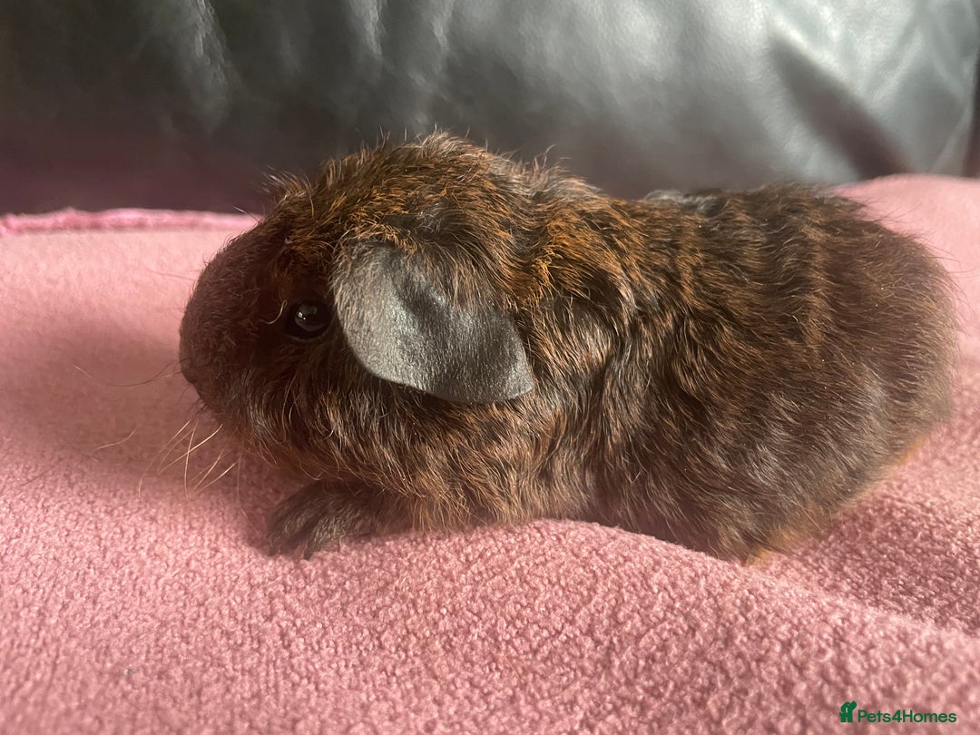 Guinea Pig rodents for sale: Cali breedings skinny pig carriers - Advert 1