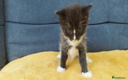 Ragdoll cats for sale: Half Ragdoll -one black boy - Image 22