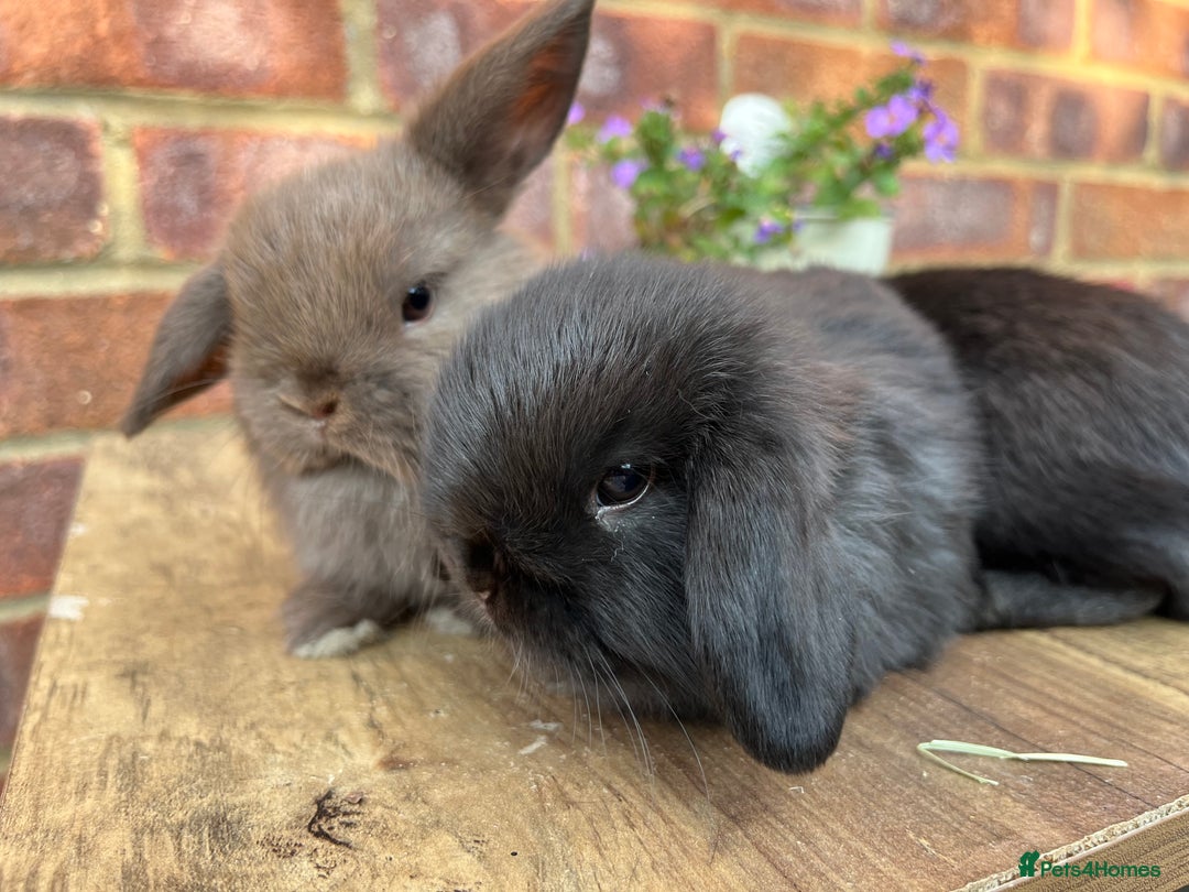 Mini Lop rabbits for sale: Mini lop babies RTL 2nd September - Image 11