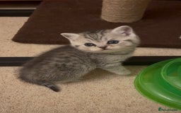 British Shorthair cats for sale: GCCF reg silver British Shorthaired kittens  - Image 11