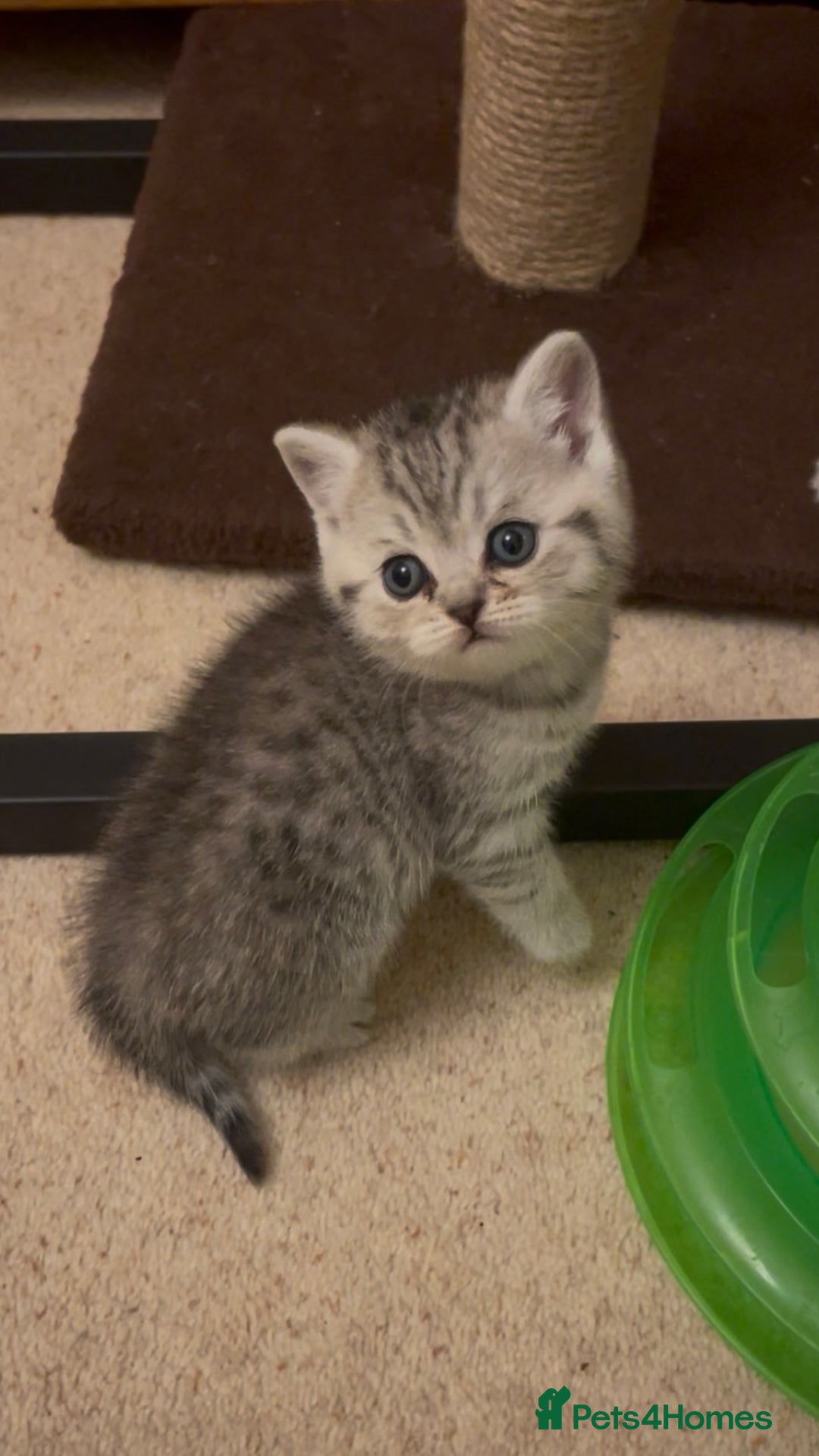 British Shorthair cats for sale: GCCF reg silver British Shorthaired kittens  - Image 11