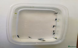 Shrimps fish for sale: Neocaradina Shrimp (Blue, High grade) - Image 11