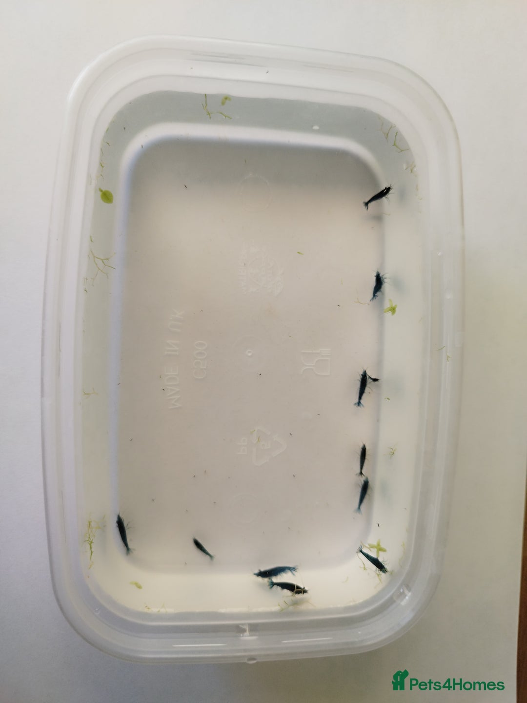 Shrimps fish for sale: Neocaradina Shrimp (Blue, High grade) - Image 11