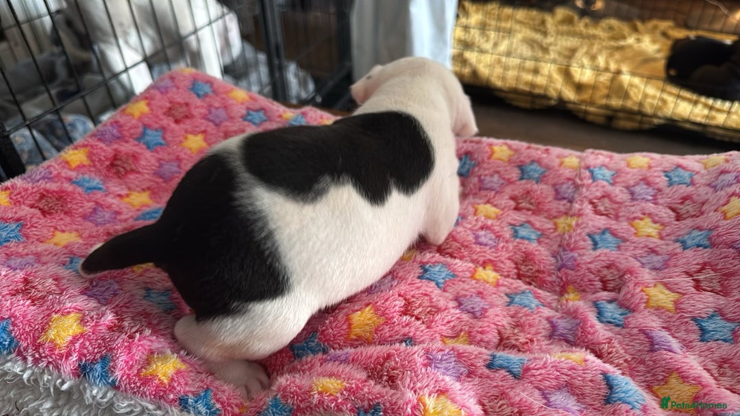 Staffordshire Bull Terrier dogs for sale: Staffordshire bull terrier  - Image 1