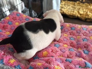 Staffordshire Bull Terrier dogs Staffordshire bull terrier - Advert 12