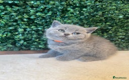 British Shorthair cats for sale: 💕British Shorthair Blue Kittens💕 - Image 17