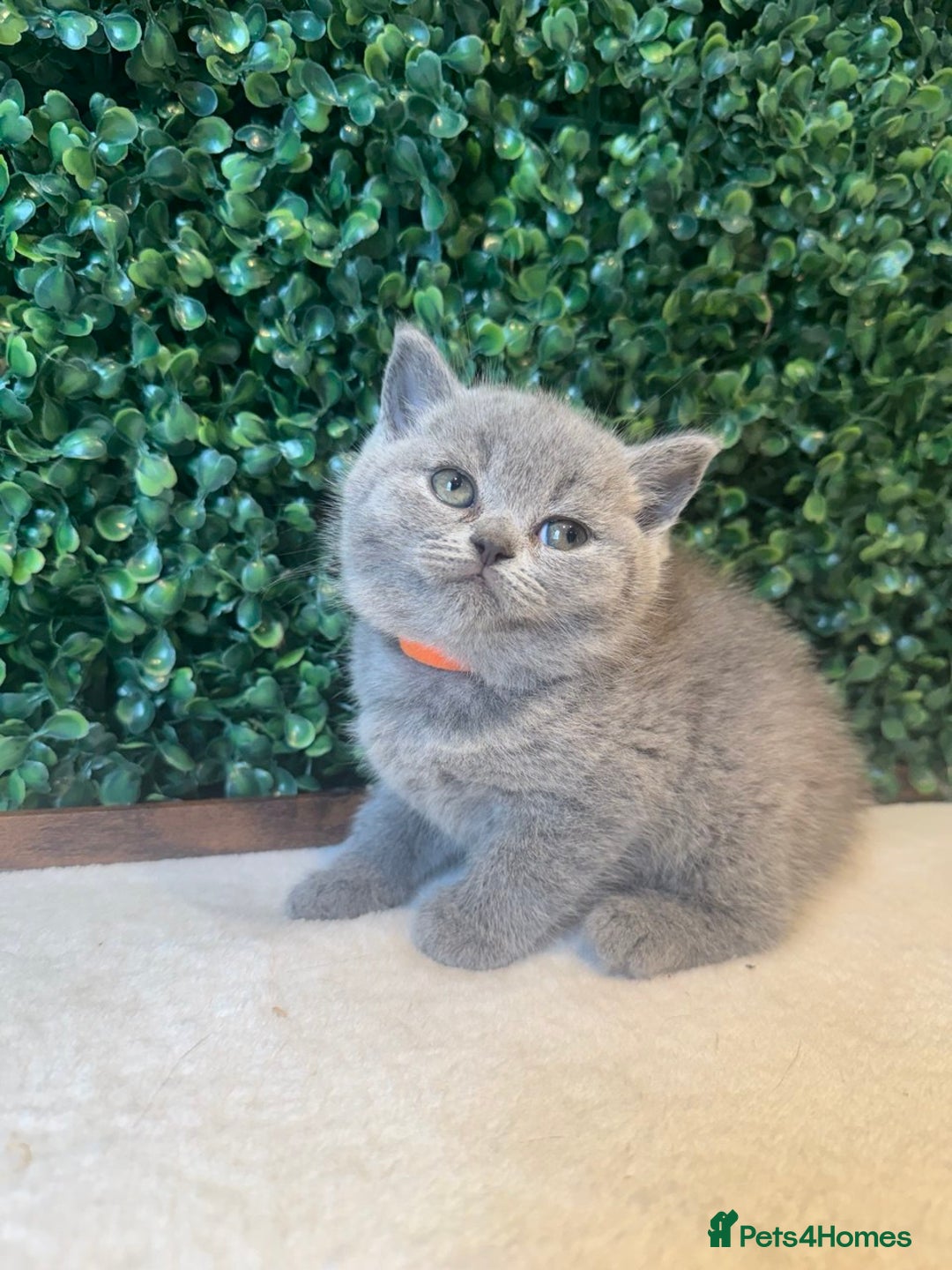 British Shorthair cats for sale: 💕British Shorthair Blue Kittens💕 - Image 17