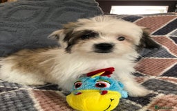 Mixed Breed dogs for sale: shihtzu x maltese  - Image 12