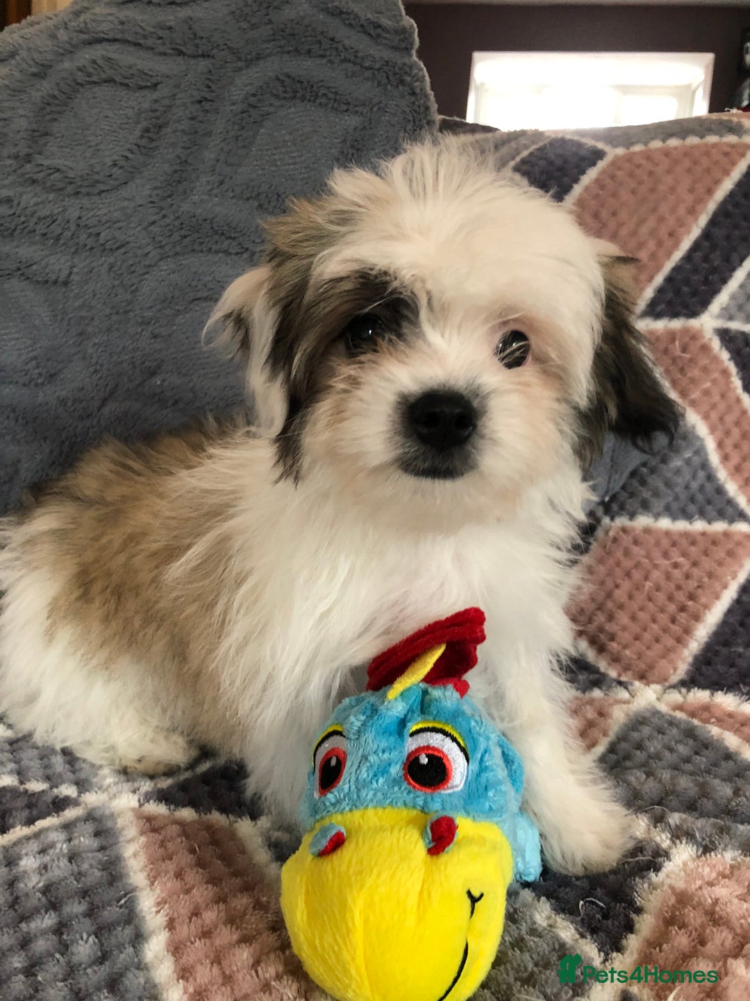 Mixed Breed dogs for sale: shihtzu x maltese  - Image 12