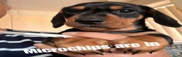 Miniature Dachshund dogs for sale: Licensed. Min smooth, kc/pra clear ready 25/5  - Advert 7