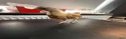Chickens poultry for sale: Multi coloured mixed breed hybrid chicks  - Advert 25