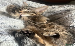 American Shorthair cats for sale: Female Kitten  - Image 2