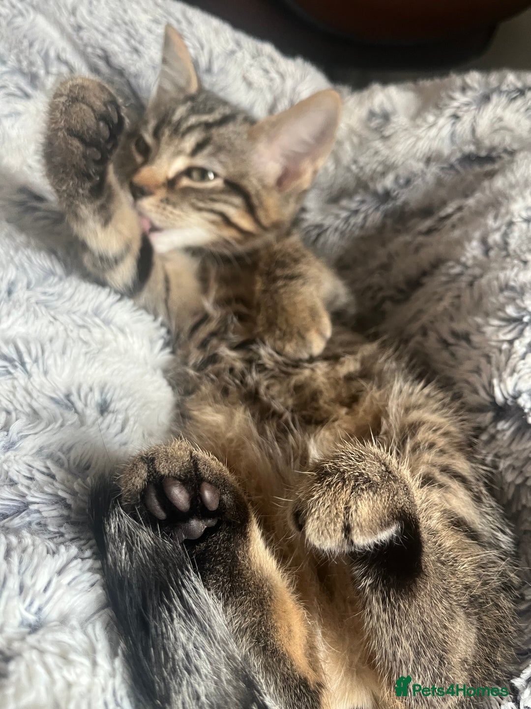 American Shorthair cats for sale: Female Kitten  - Image 2