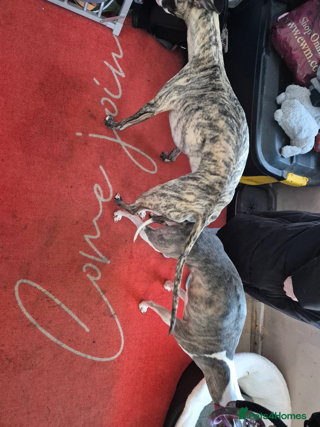 Whippet dogs for stud:  PROVEN kc reg whippet for stud in Consett - Advert 2