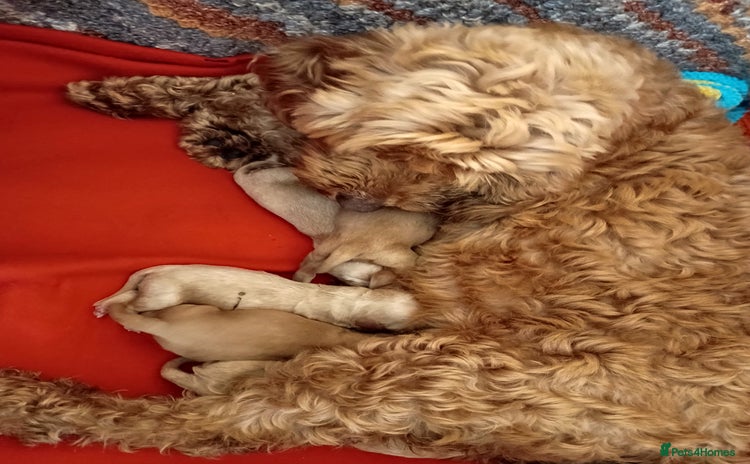 Cockapoo dogs - Advert 8
